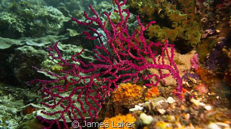 Amazing Colours of Sea Fans by James Laker 