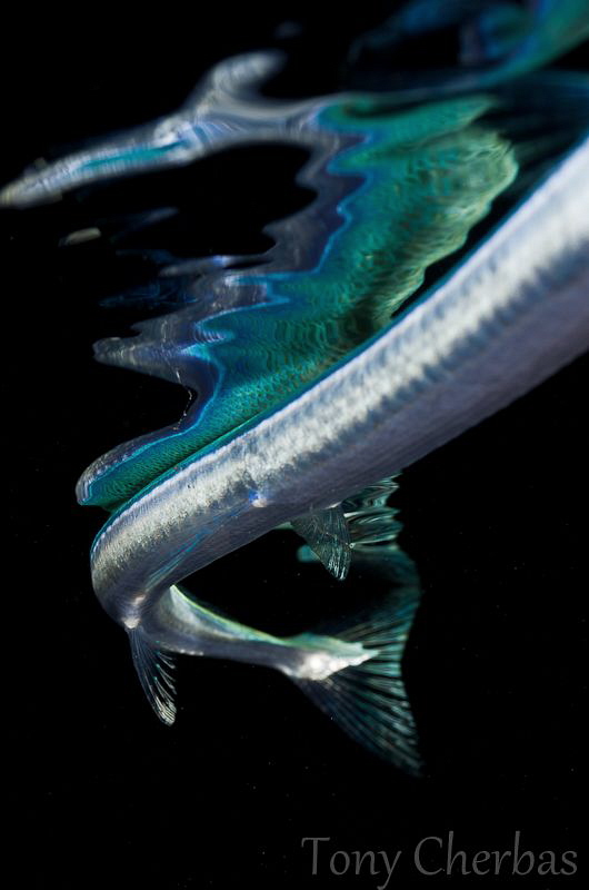 Serpentine: Needle Fish Tail and Reflection by Tony Cherbas 