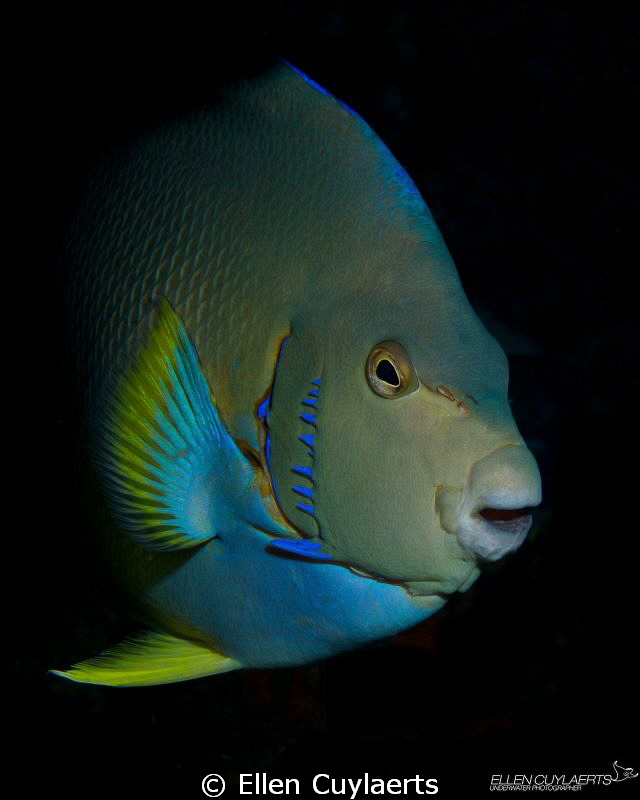Blue Angelfish swimming out in the blue, hiding before fo... by Ellen Cuylaerts 