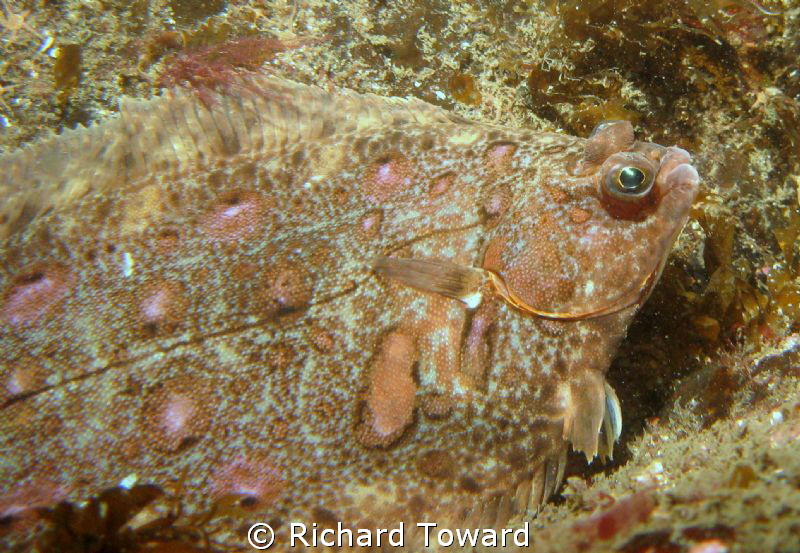 Flatfish taken at St Abbs Scotland, with Canon A570is and... by Richard Toward 