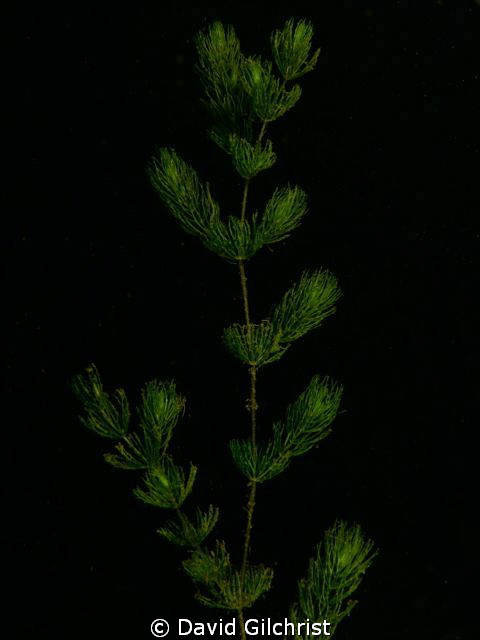 Freshwater Aquatic Plant by David Gilchrist 