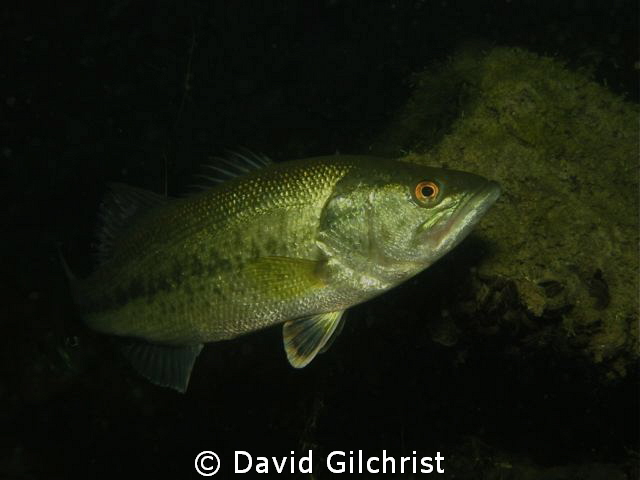 Bass in local quarry. by David Gilchrist 