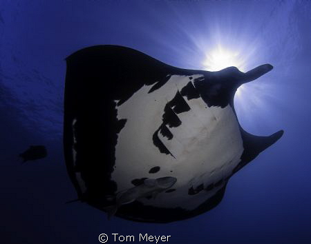 Manta ray by Tom Meyer 