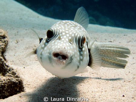 Whitespotted puffer by Laura Dinraths 