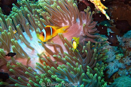 Magnificent Anemone, Anemone Fish and Fire Coral - Photo ... by Dawn Thomas 