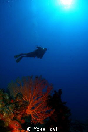Sea fan and diver by Yoav Lavi 