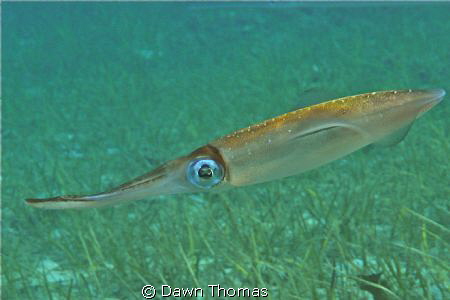 Squid in Green Bay - this squid was watching me watching ... by Dawn Thomas 