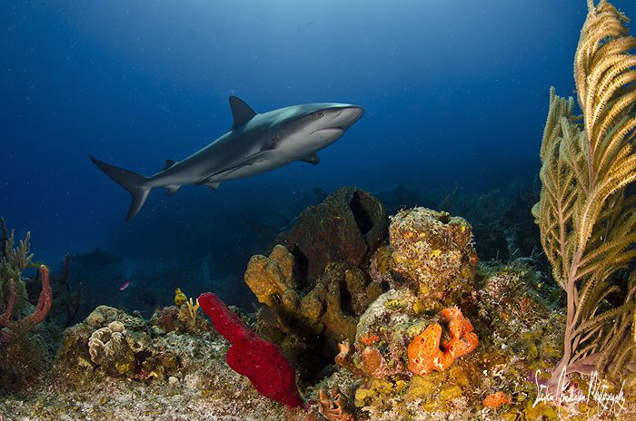 Reef Shark at Shark Paradise off the Bahamas by Steven Anderson 