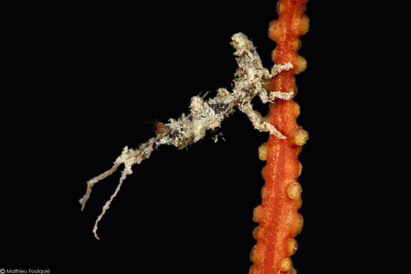 arcturid isopod (Astacilla mediterranea) living on Lophog... by Mathieu Foulquié 