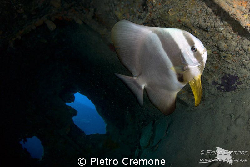 Batfish in the Thistlegorm wreck by Pietro Cremone 
