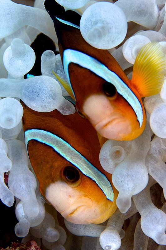 Lovely couple of Anemonefishes by Iyad Suleyman 