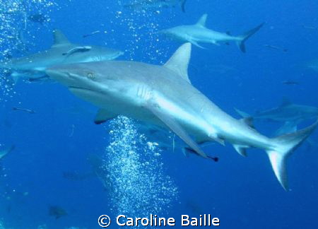 grey reef shark
 by Caroline Baille 