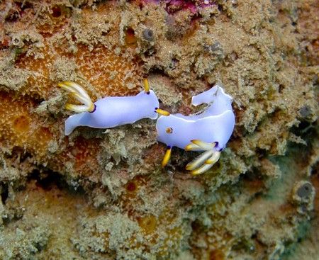 Nudibranchs on The Henry Leith, Wongat Island, Madang, Pa... by Jan Messersmith 