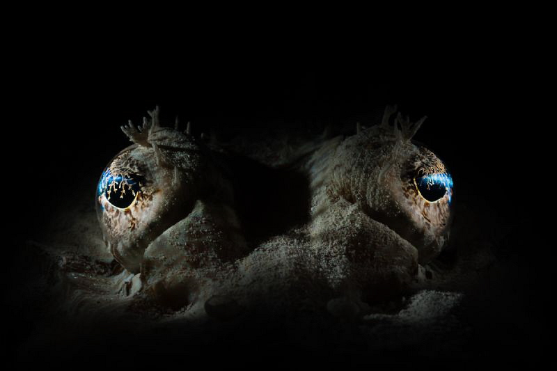 crocodile fish eyes by Paolo Isgro 