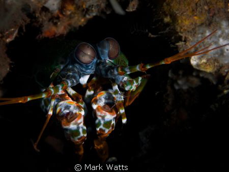 Mantis Shrimp , sat still for once and posed for shot 
t... by Mark Watts 