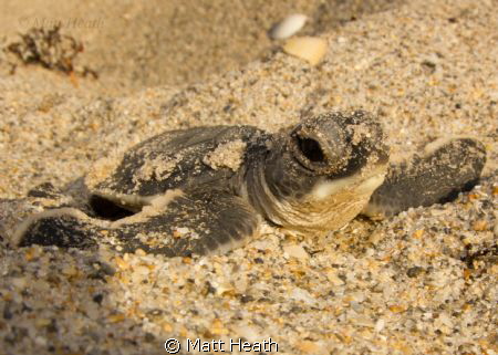 Green Sea Turtle Hatchling Only Moments After Coming Out ... by Matt Heath 