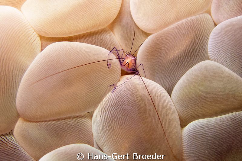 Coralshrimp 
Bunaken,Sulawesi,Indonesia, 
Canon G 12 au... by Hans-Gert Broeder 