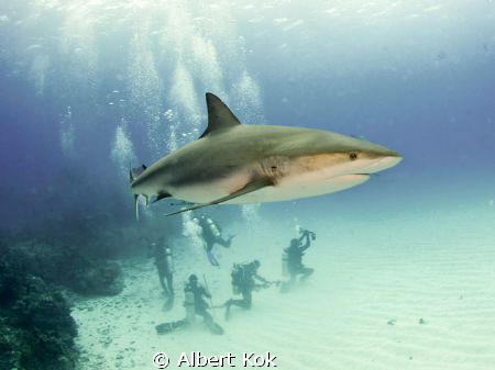 carribean reef shark with divers below by Albert Kok 