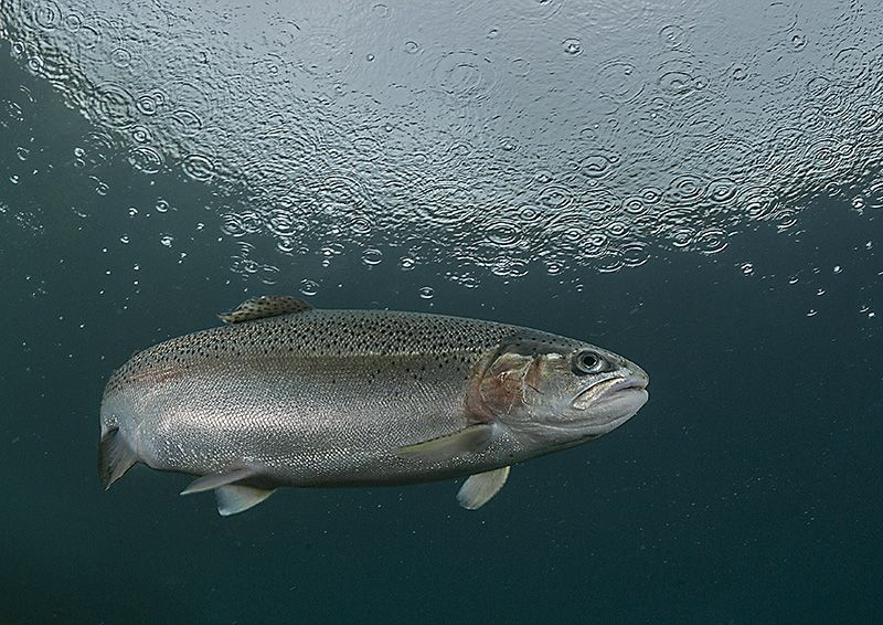 Trout in the rain.
D3 15mm. by Mark Thomas 