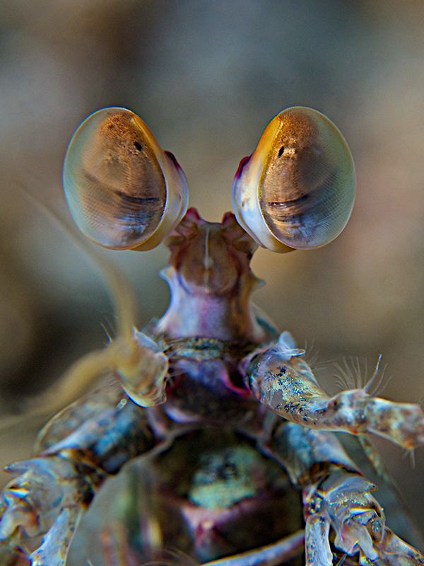Eyes of Mantis Shrimp by Iyad Suleyman 