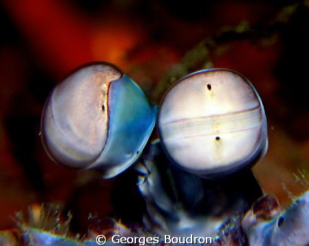mantis shrimp by Georges Boudron 
