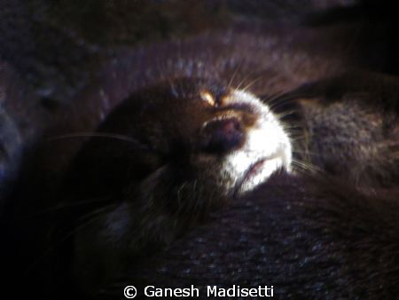 Otters sleeping, taken with my trusted Canon Powershot, n... by Ganesh Madisetti 