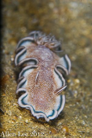 Nudi.Nikon D80,105mmVR,ISO100,FIT+5diopter,f16,1/250,
YS... by Allen Lee 
