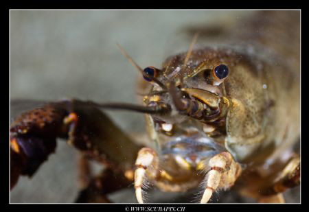 Closeup from freshwater crayfish ... by Christophe Warpelin 