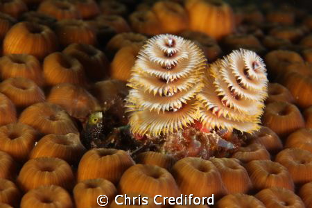 Blenny and Christmas Trees by Chris Crediford 