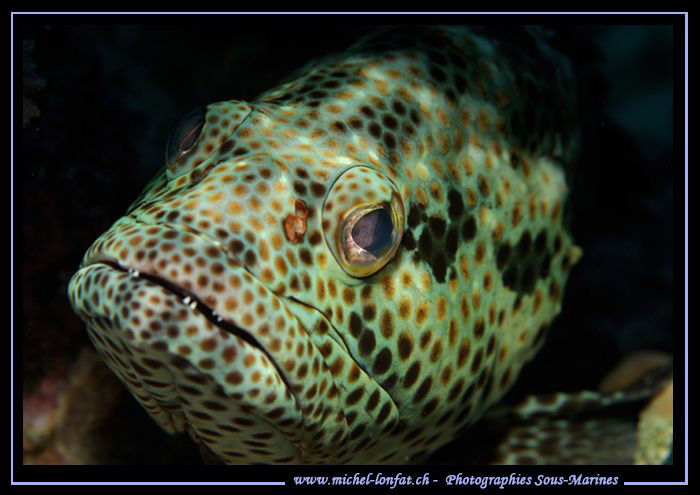 Face to face with this young Grouper... :O).. by Michel Lonfat 