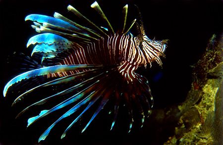 Lionfish from Sabang Beach, Philippines. This image is sc... by Libor Spacek 