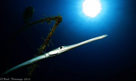 Cornet fish by wreck under sunburst by Niall Deiraniya 