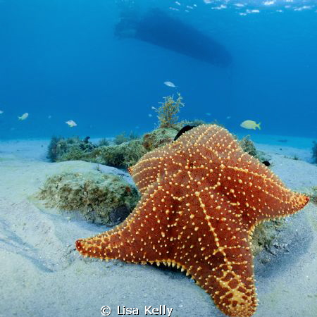 This starfish resting on a rock in the shallow waters of ... by Lisa Kelly 