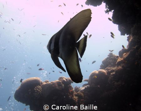 juvenile bat fish by Caroline Baille 