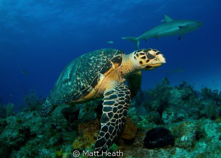 Hawksbill turtle and reef sharks by Matt Heath 