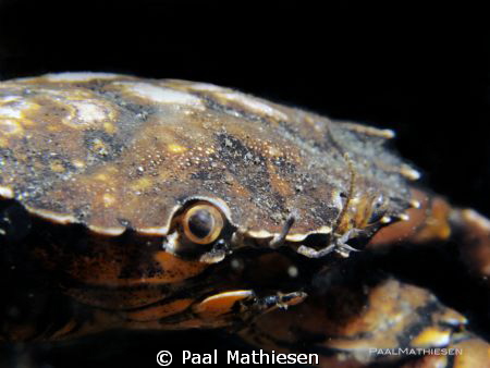 Carcinus maen. G11 with wet lens, ISO 400, F 8, 1/250 by Paal Mathiesen 