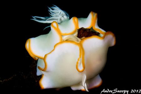 NUDI BURGER w/ eggs--Ardeadoris egretta
nudibranch layin... by Andre Snoopy Montenegro 
