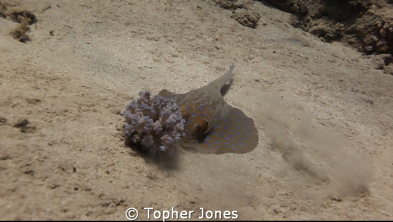 Blue Spotted Stingray by Topher Jones 