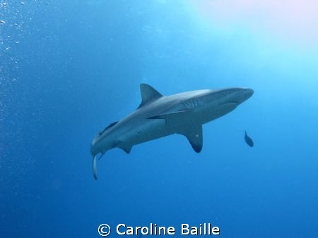 Grey Reef Shark by Caroline Baille 