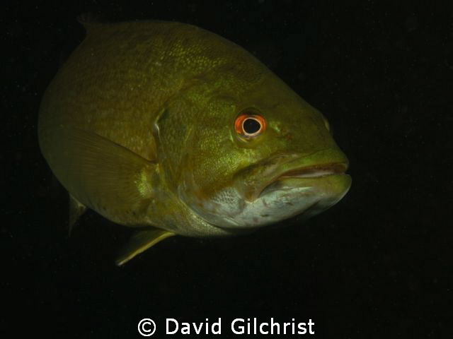 Another Bass portrait taken today at the Swing Bridge sit... by David Gilchrist 