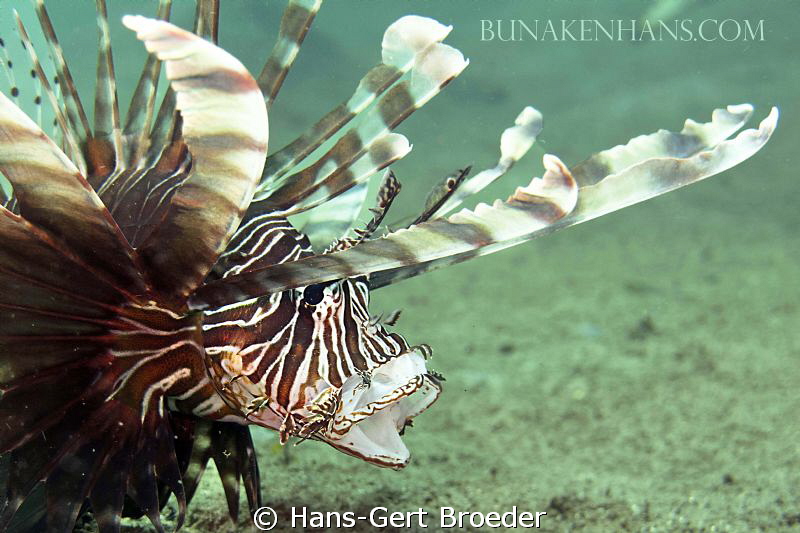 Lionfish,
Attack, 
Bunaken,Sulawesi,Indonesia, 
Canon ... by Hans-Gert Broeder 