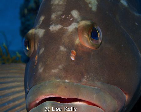 Very friendly grouper in the Dry Tortugas. Taken with Can... by Lisa Kelly 