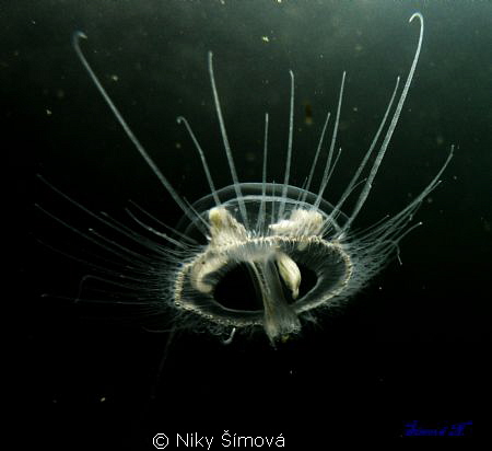 Today's catch freshwater jellyfish :)
fresh water CZ
se... by Niky Šímová 