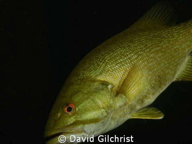 Bass,back for a closer look. Beneath the piers. Welland S... by David Gilchrist 