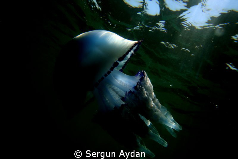 Big Blue Dream by Sergun Aydan 