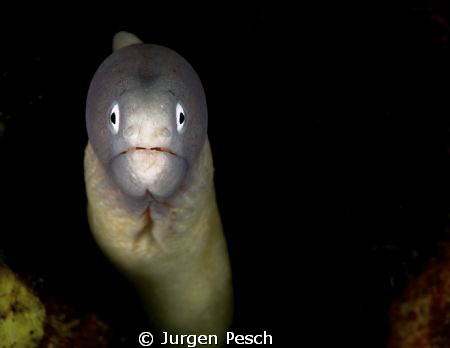 moray eel by Jurgen Pesch 