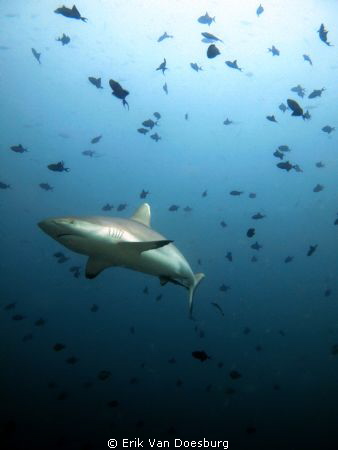 Grey reef shark surrounded by triggerfish by Erik Van Doesburg 