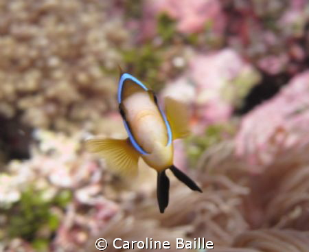 anemone fish by Caroline Baille 