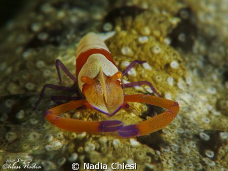 Lembeh (Nord Sulawesi)
Canon G12- and doble macro lens +... by Nadia Chiesi 