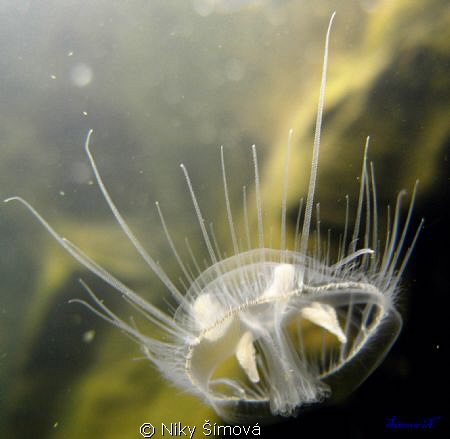 Freshwater Jellyfish by Niky Šímová 